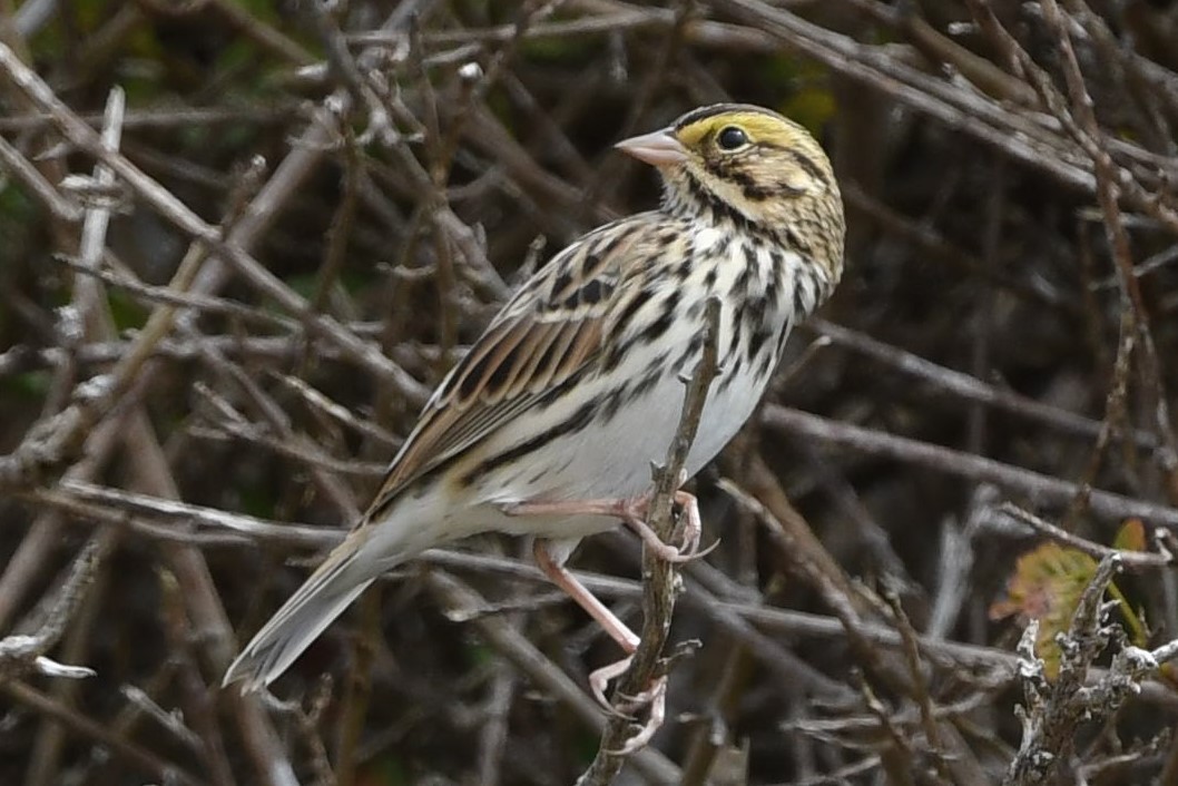 Savannah Sparrow - ML477929581