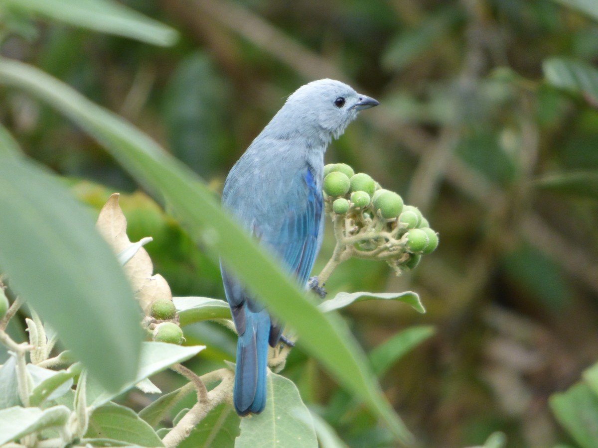 Blue-gray Tanager - Adam Siders
