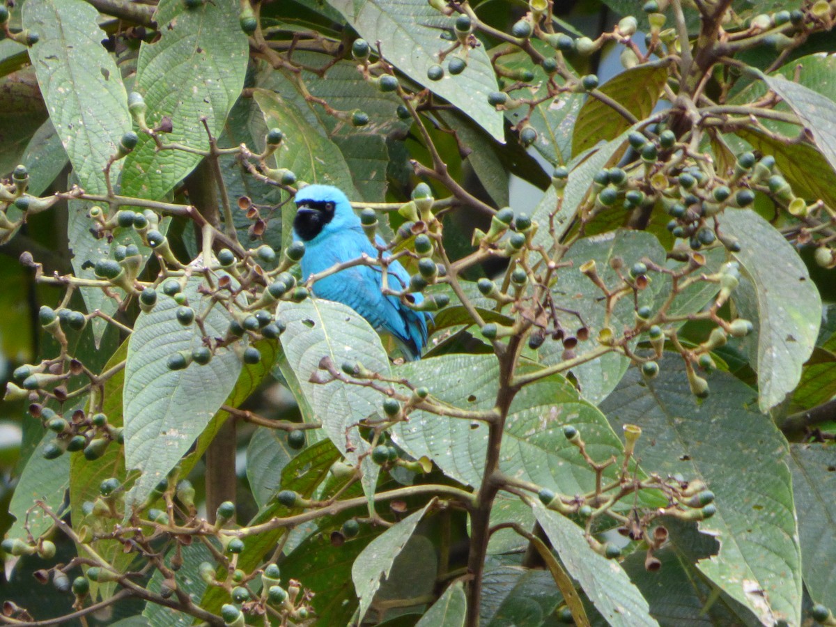 Swallow Tanager - ML47793021