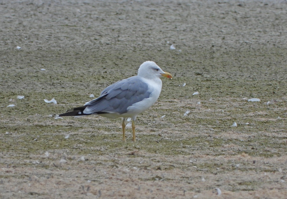 Yellow-legged Gull - Paul Lewis