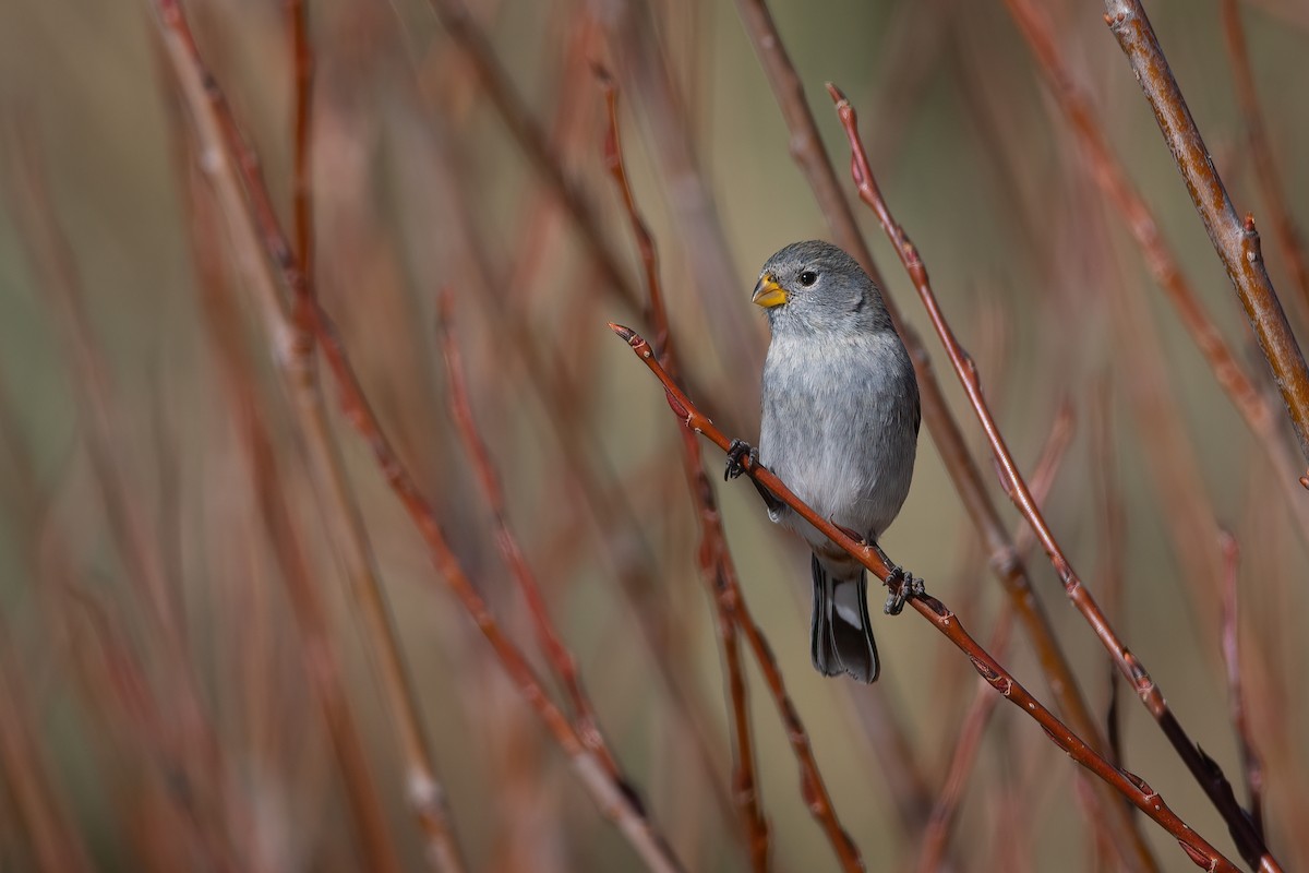 Band-tailed Seedeater - Pablo Re
