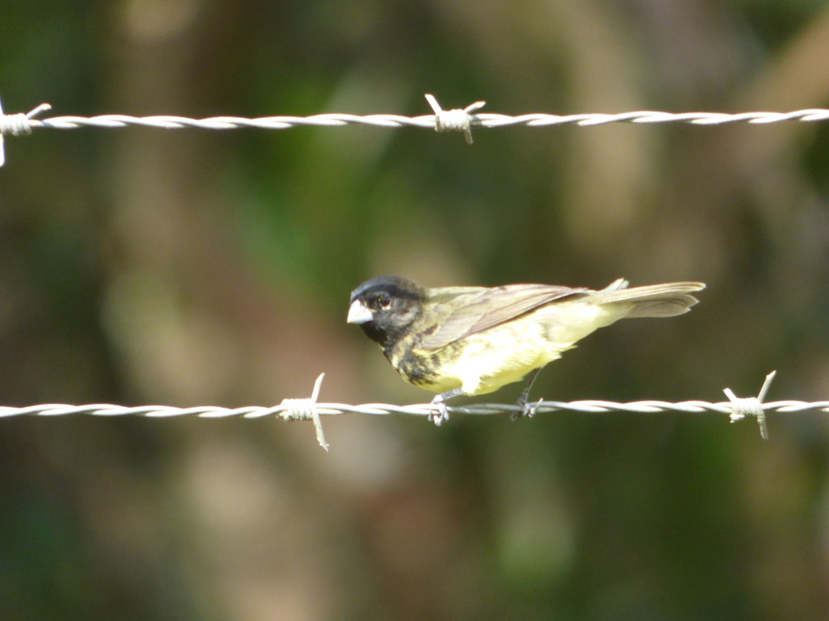 Yellow-bellied Seedeater - ML47793281
