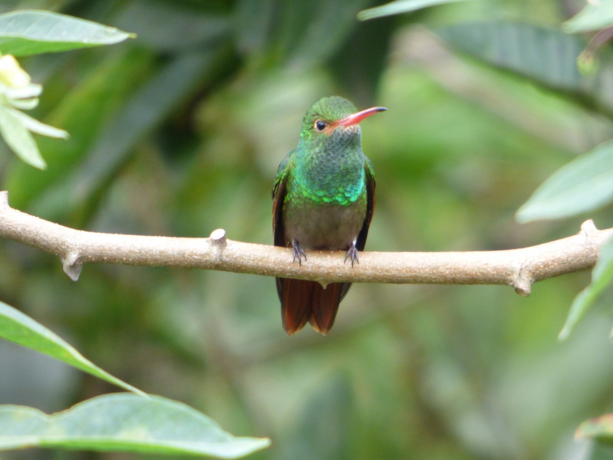 Rufous-tailed Hummingbird - Adam Siders
