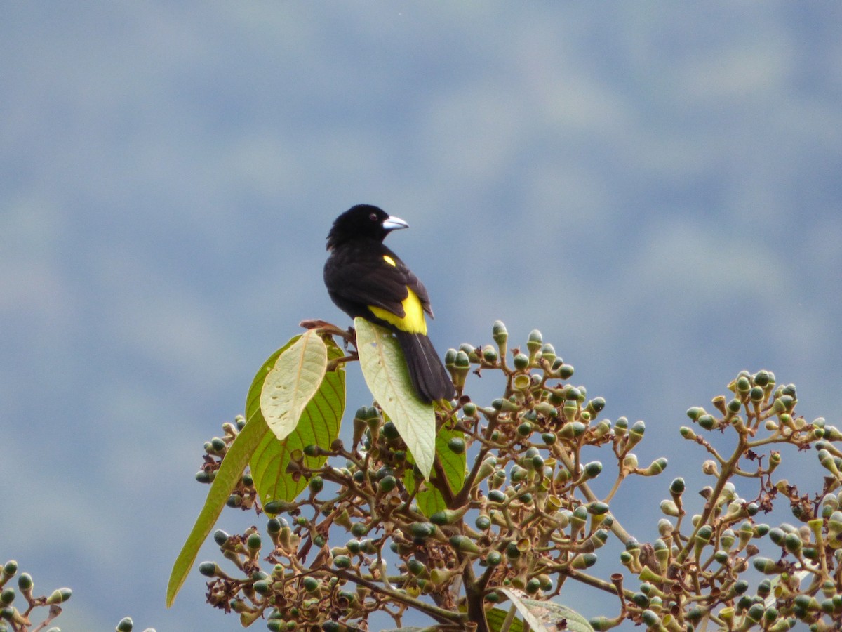 Flame-rumped Tanager (Lemon-rumped) - ML47793631