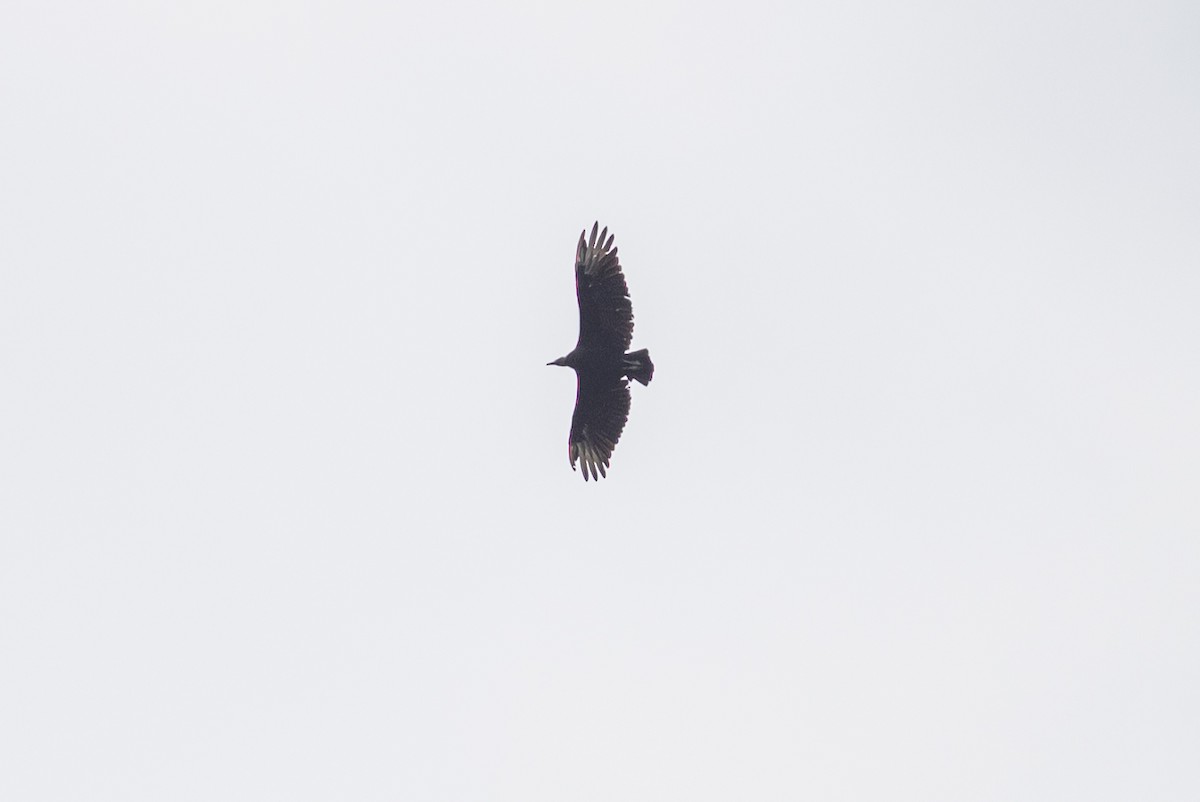 Black Vulture - ML477937661