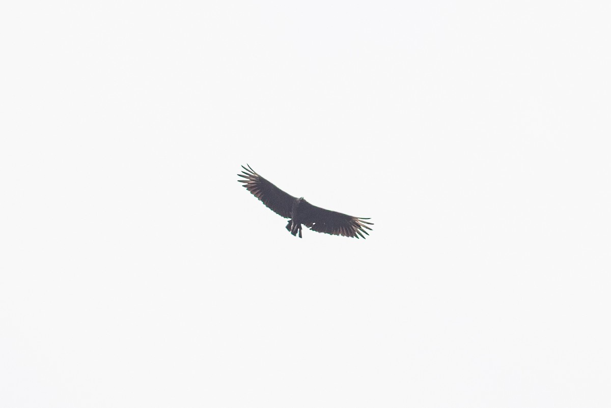 Black Vulture - ML477937671