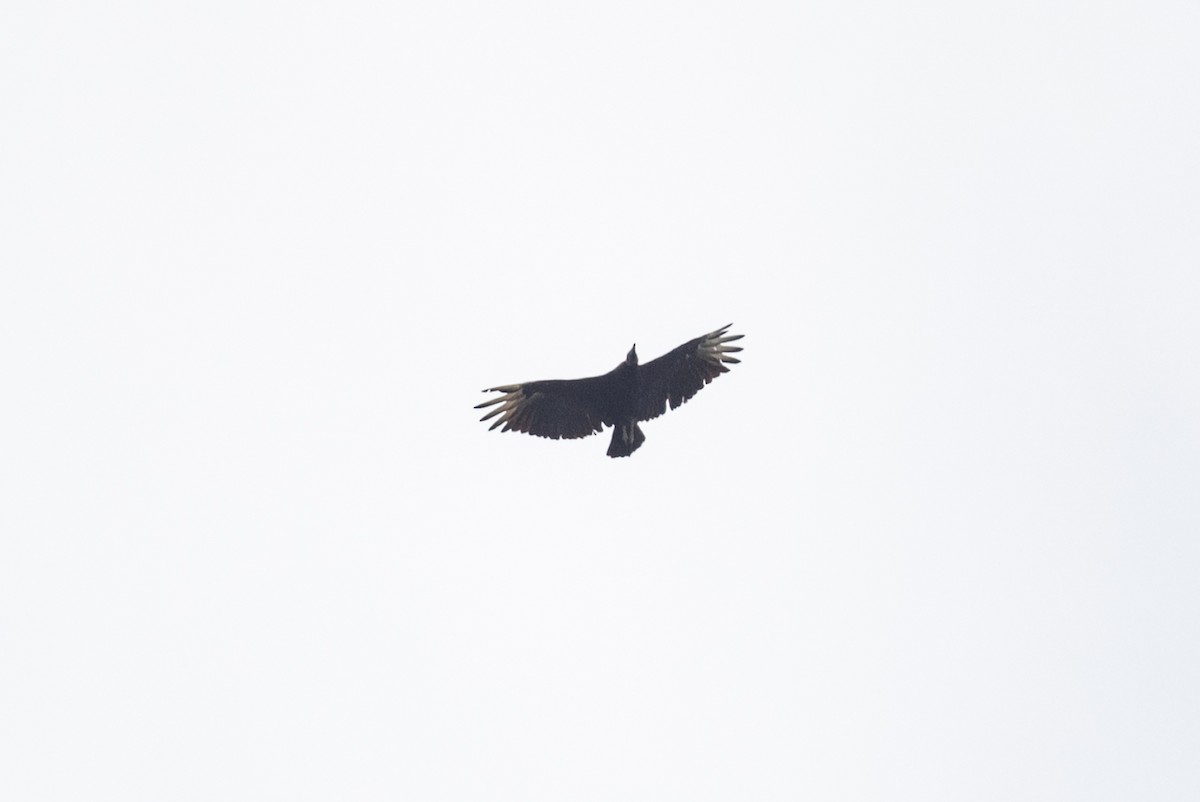 Black Vulture - ML477937711