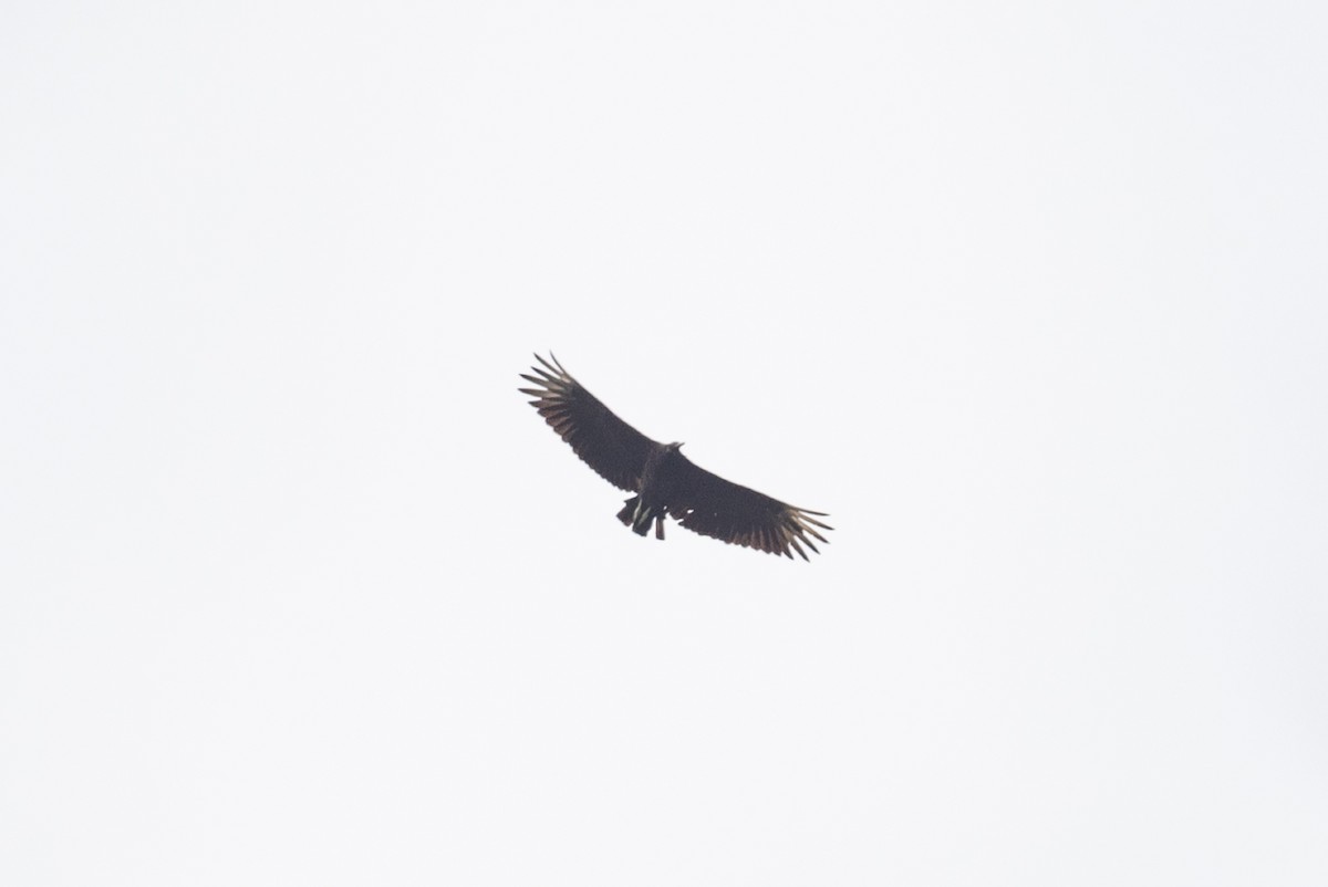 Black Vulture - ML477937721