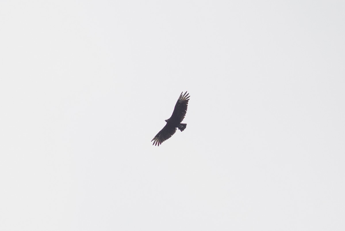 Black Vulture - ML477937741