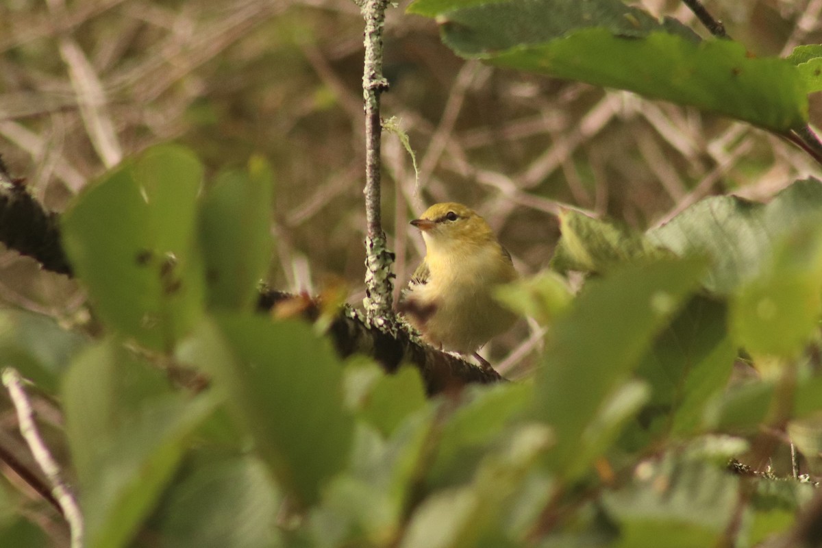 Bay-breasted Warbler - ML477937951