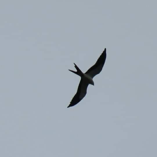 Swallow-tailed Kite - Don Merz