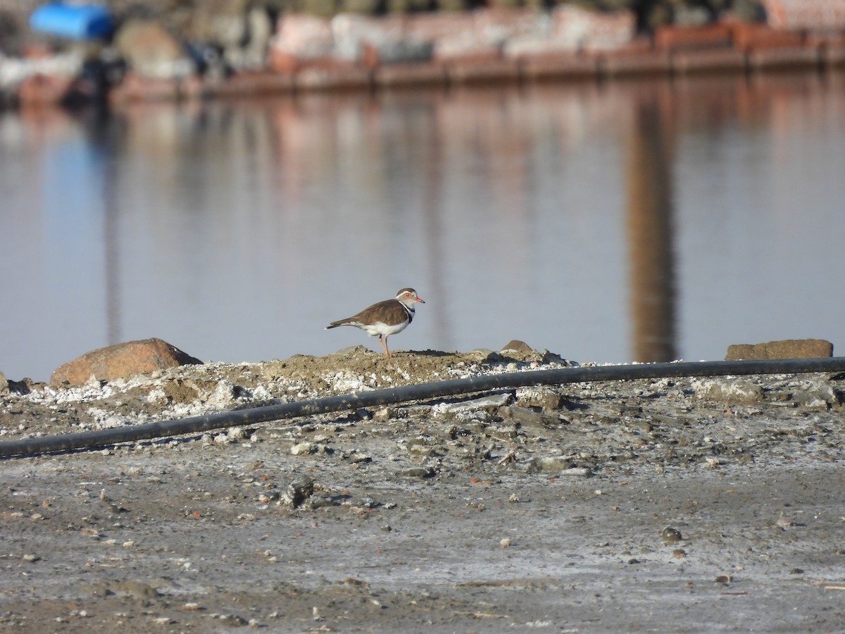 Three-banded Plover - ML477945911