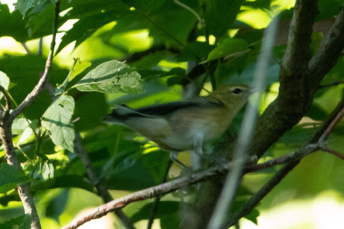 Bay-breasted Warbler - ML477950961