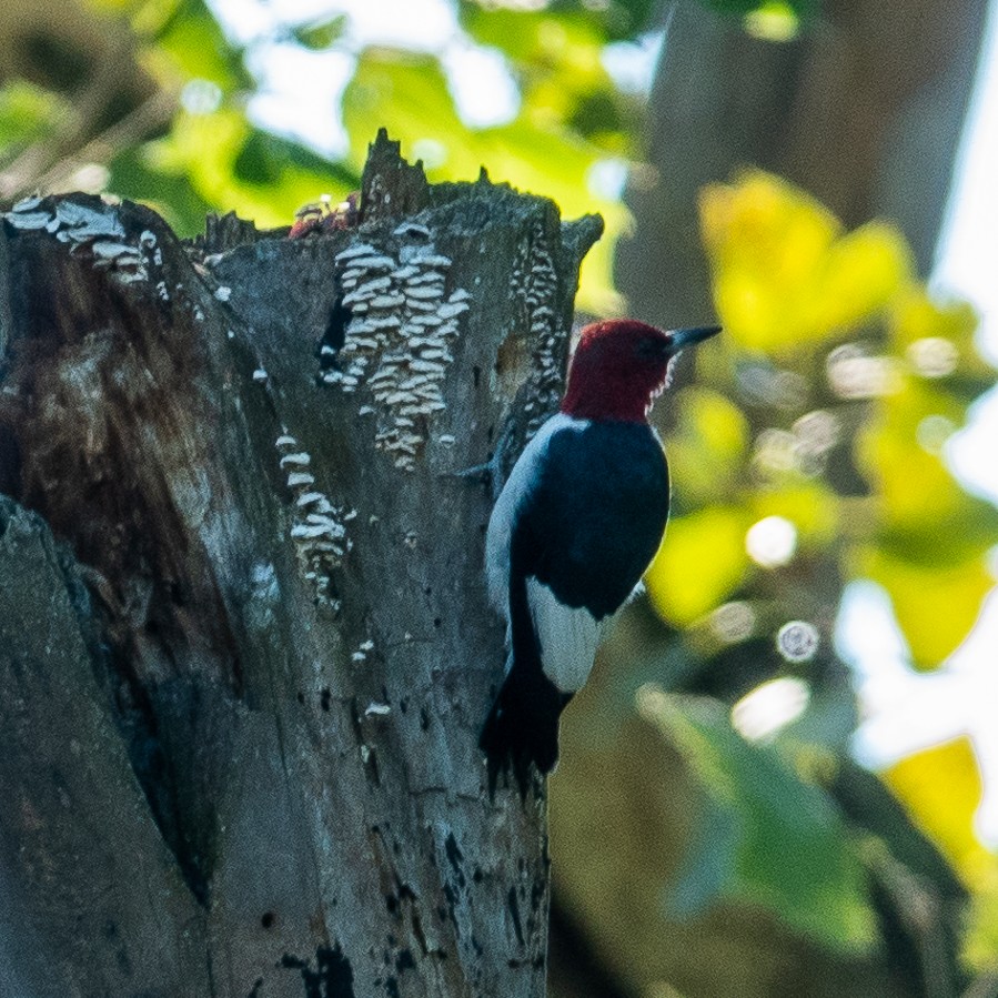 Red-headed Woodpecker - ML477951601