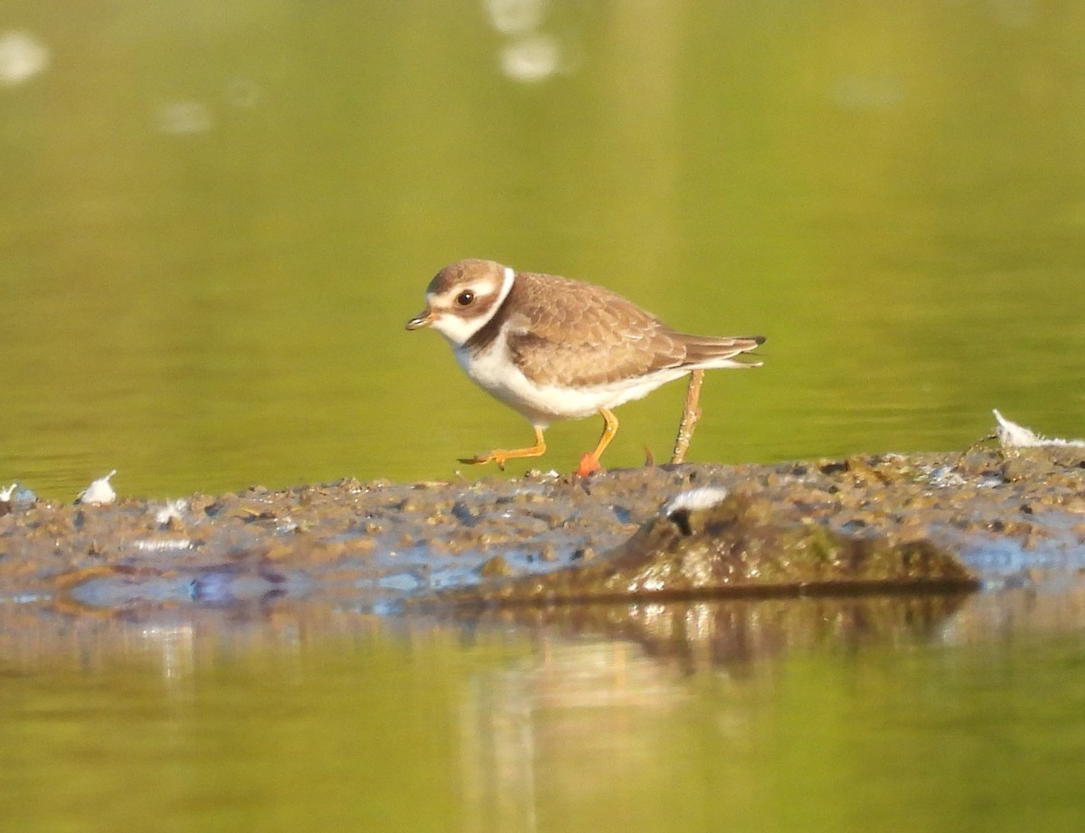 Semipalmated Plover - ML477951671