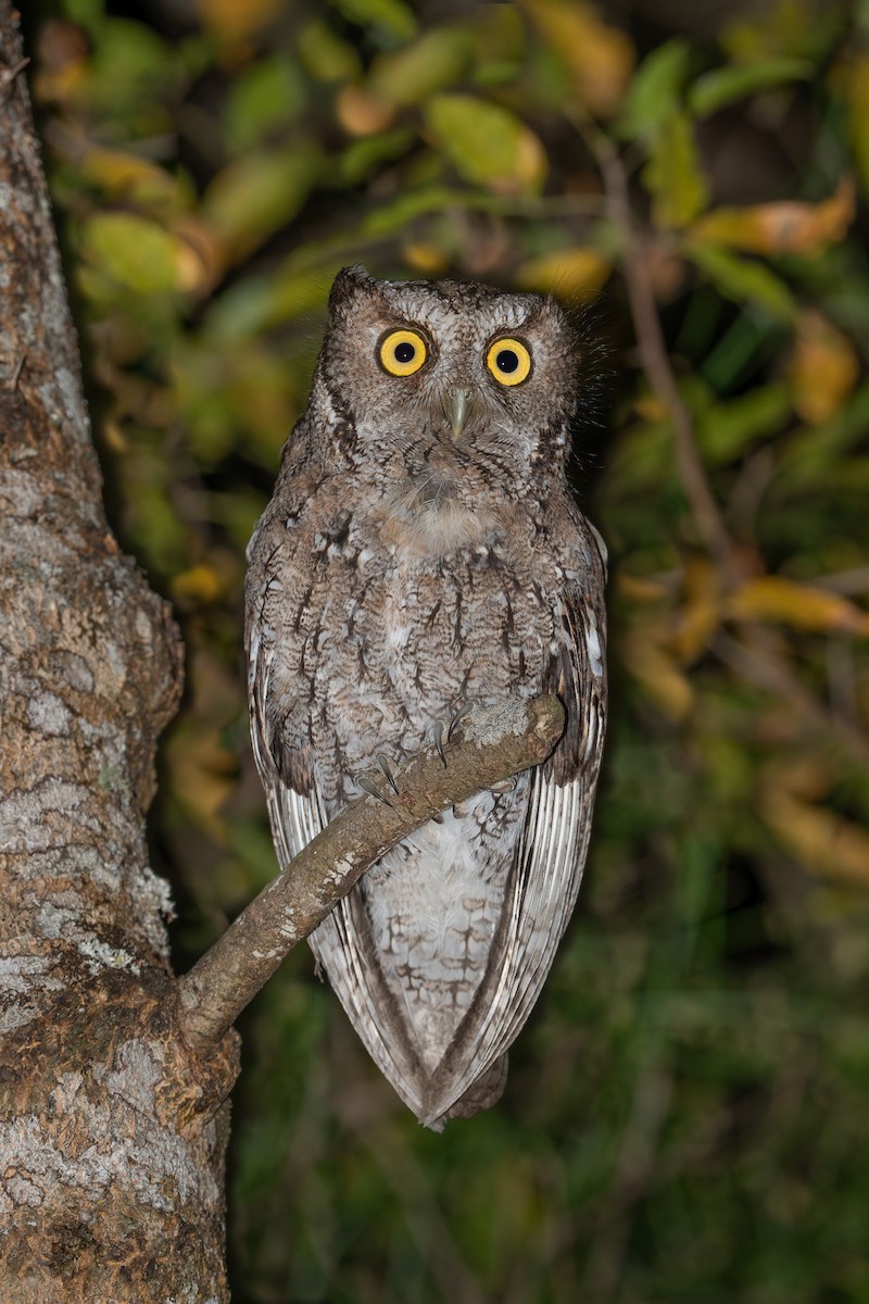 Montane Forest Screech-Owl - ML477952751