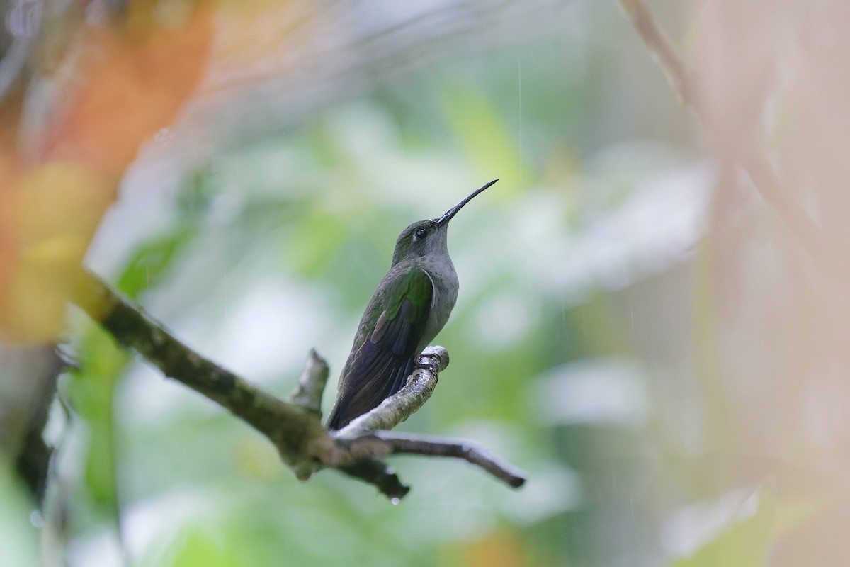 Gray-breasted Sabrewing - Holger Teichmann