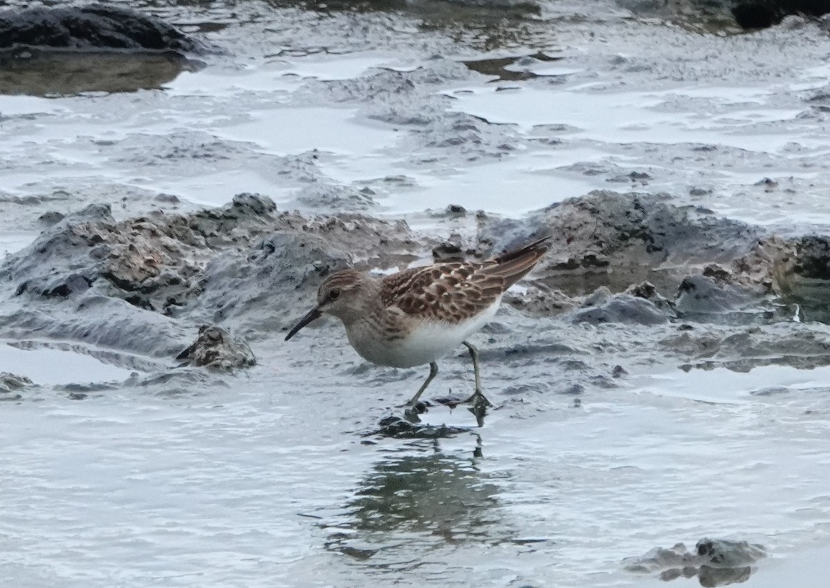 Baird's Sandpiper - Bruce Young