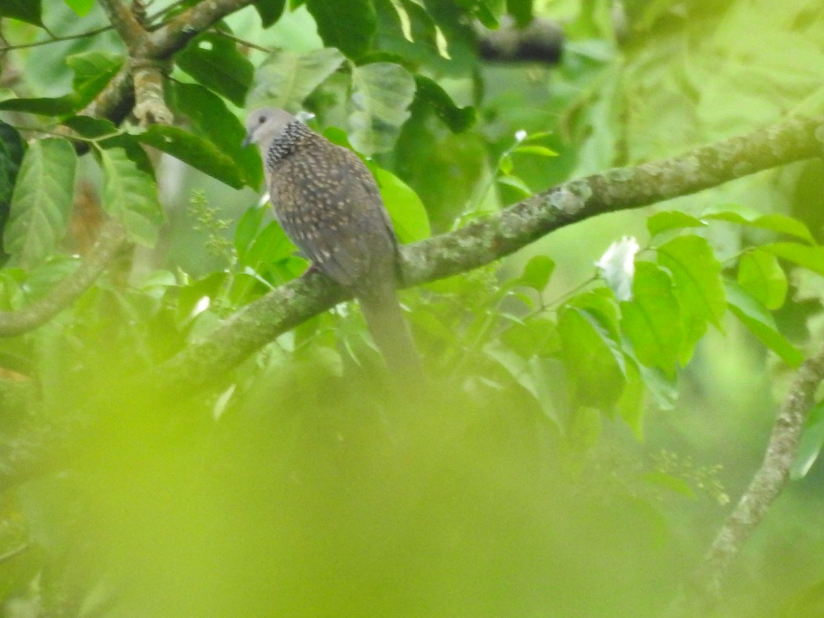 Spotted Dove - ML477956951