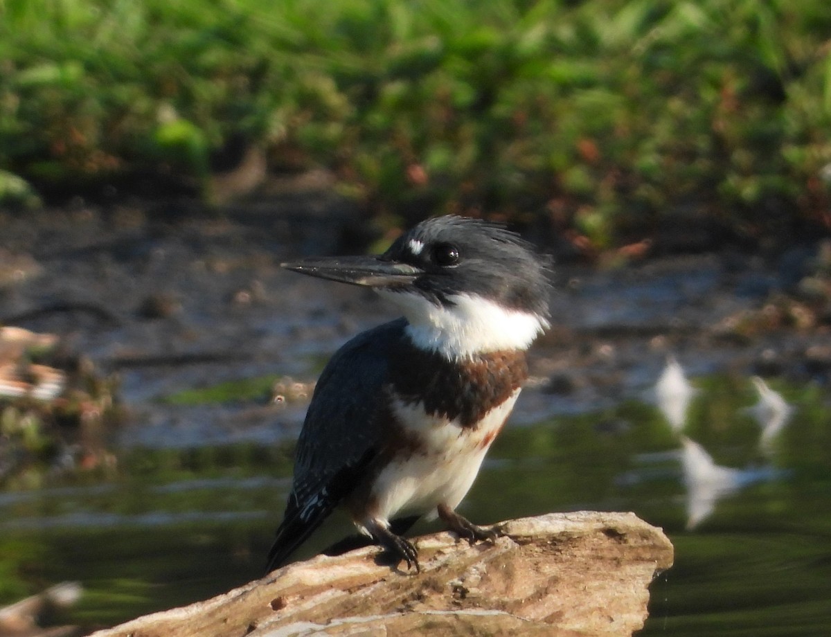 Belted Kingfisher - ML477962061