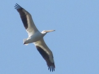 American White Pelican - ML477965691