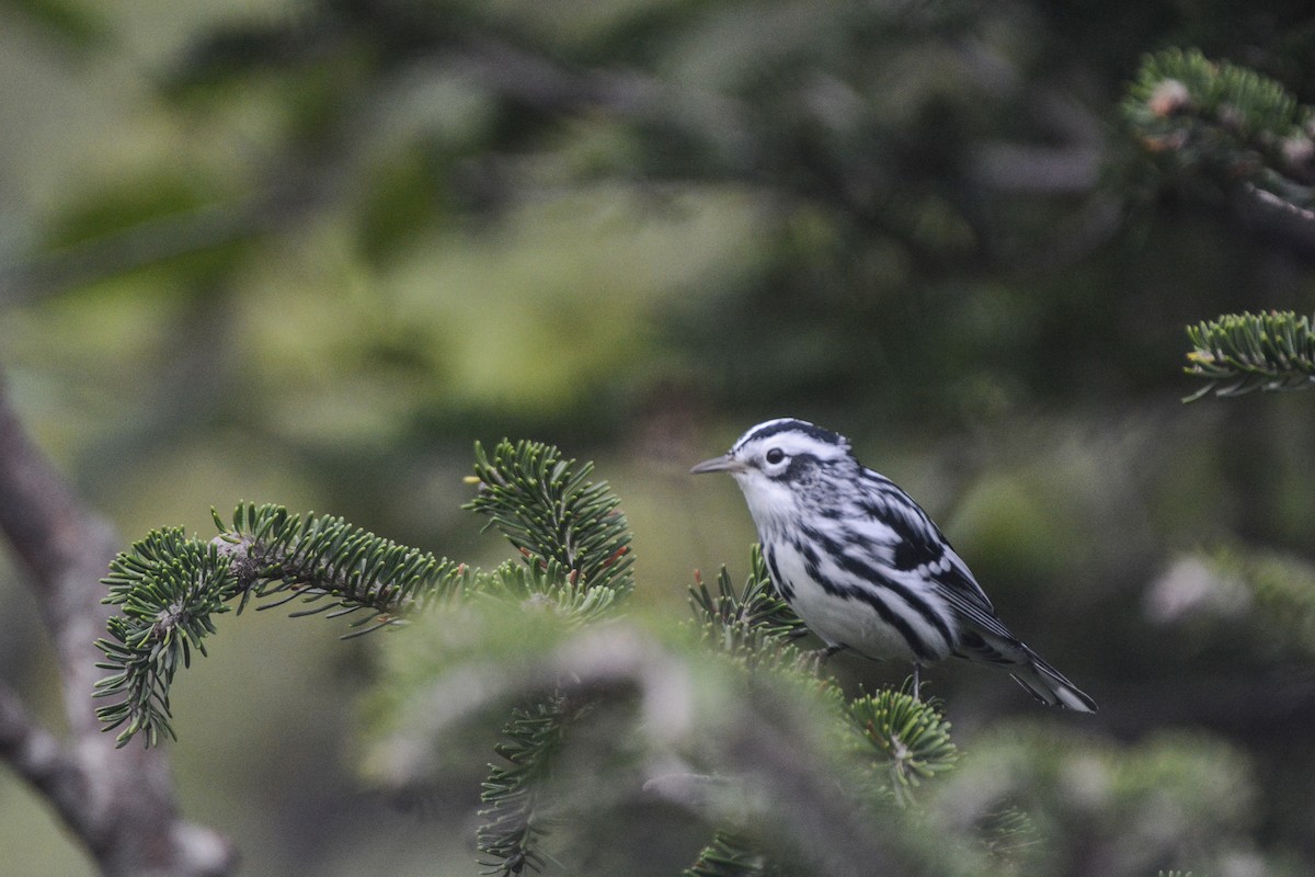 Black-and-white Warbler - ML477967591