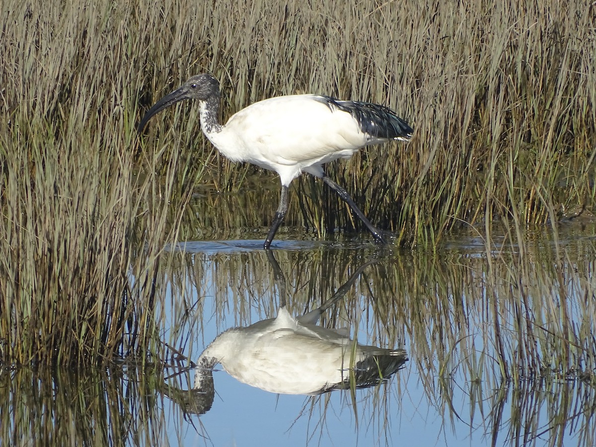 African Sacred Ibis - Hector Marti