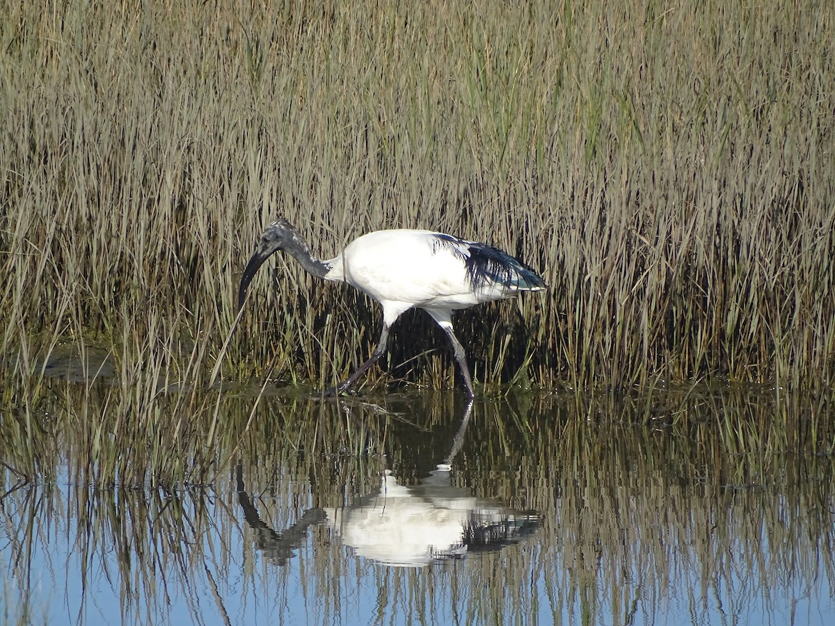 African Sacred Ibis - Hector Marti
