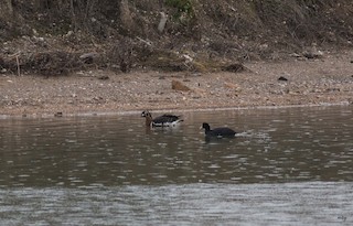 Red-breasted Goose, ML47797471