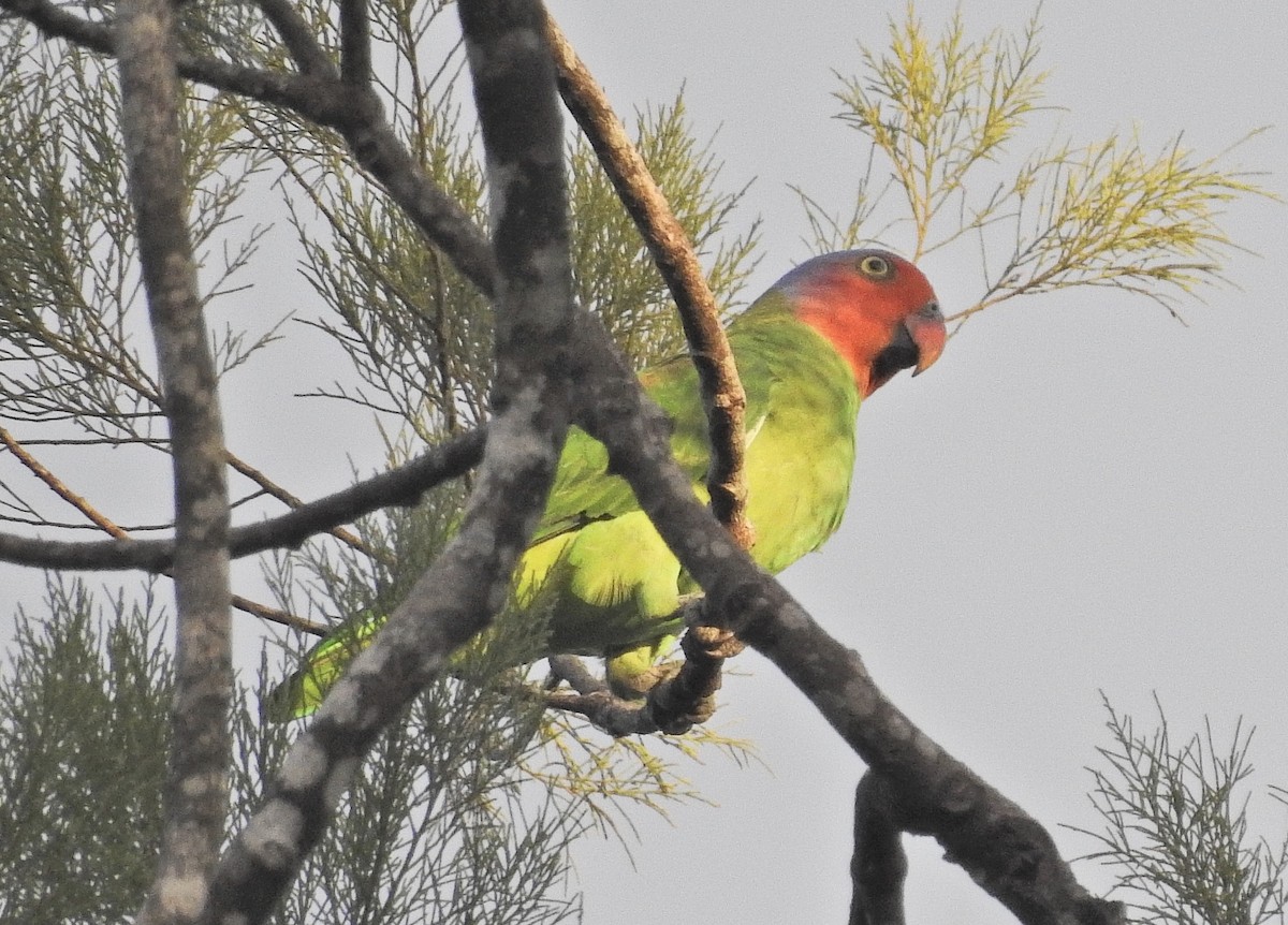 Red-cheeked Parrot - ML477975211