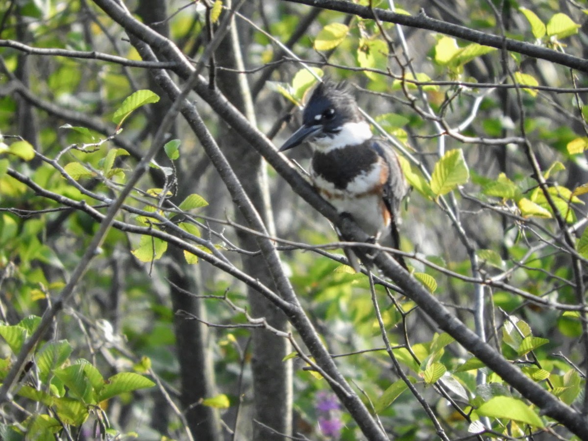 Belted Kingfisher - ML477976211