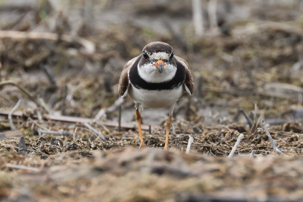 Semipalmated Plover - ML477976561