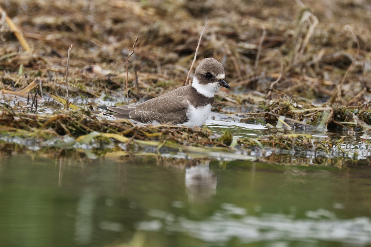 Semipalmated Plover - ML477976571