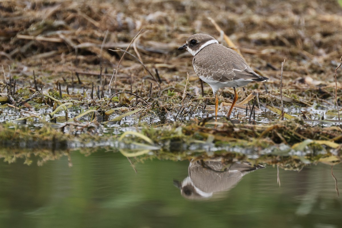 Semipalmated Plover - ML477976581