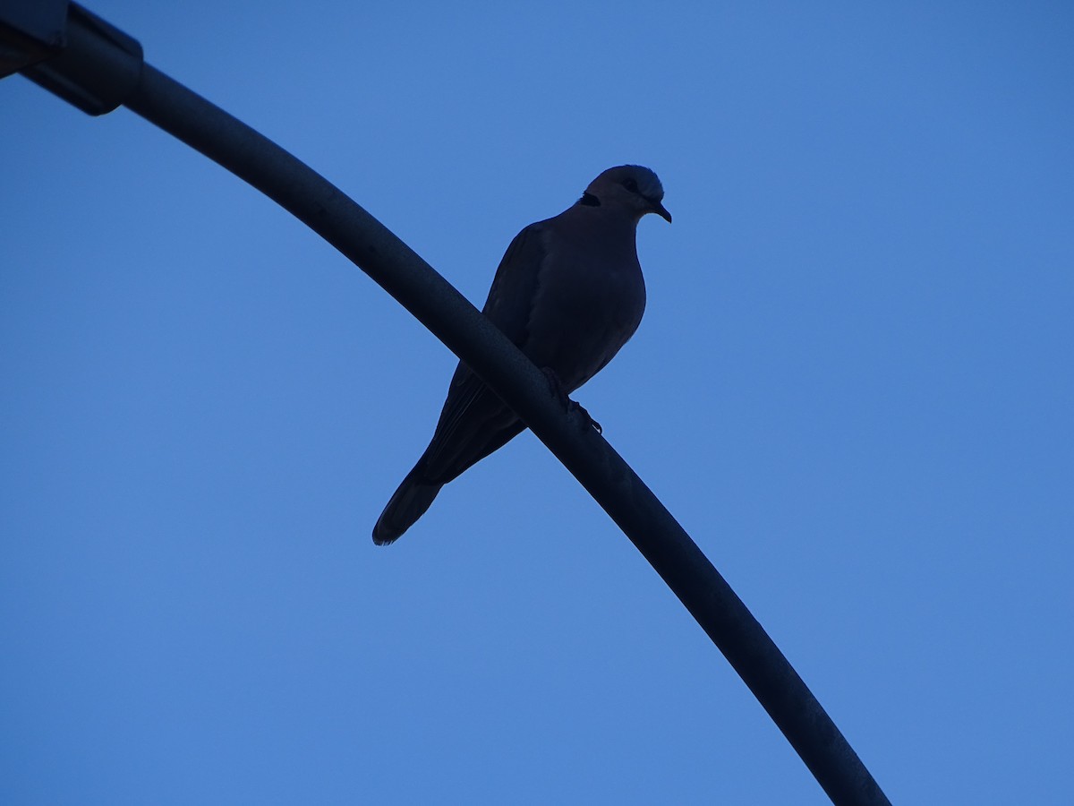 Red-eyed Dove - ML477977631
