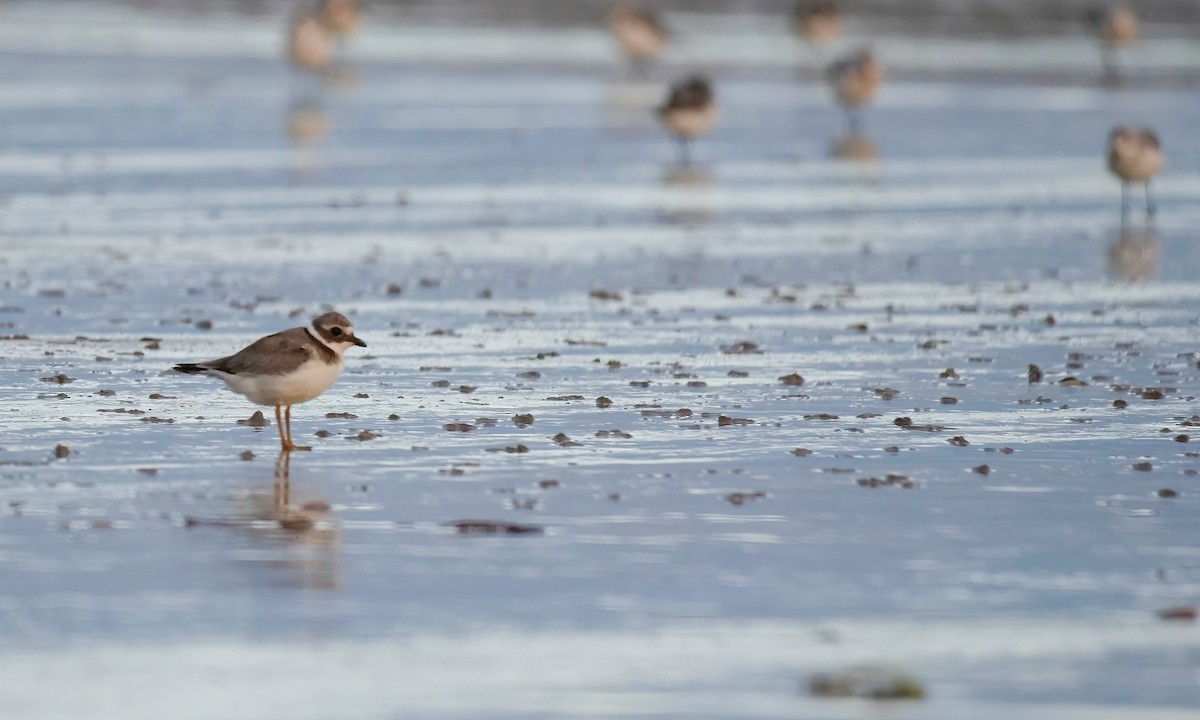 Common Ringed Plover - ML477979381