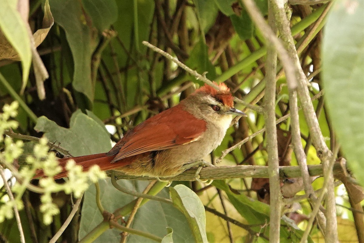 Marcapata Spinetail - ML477987441