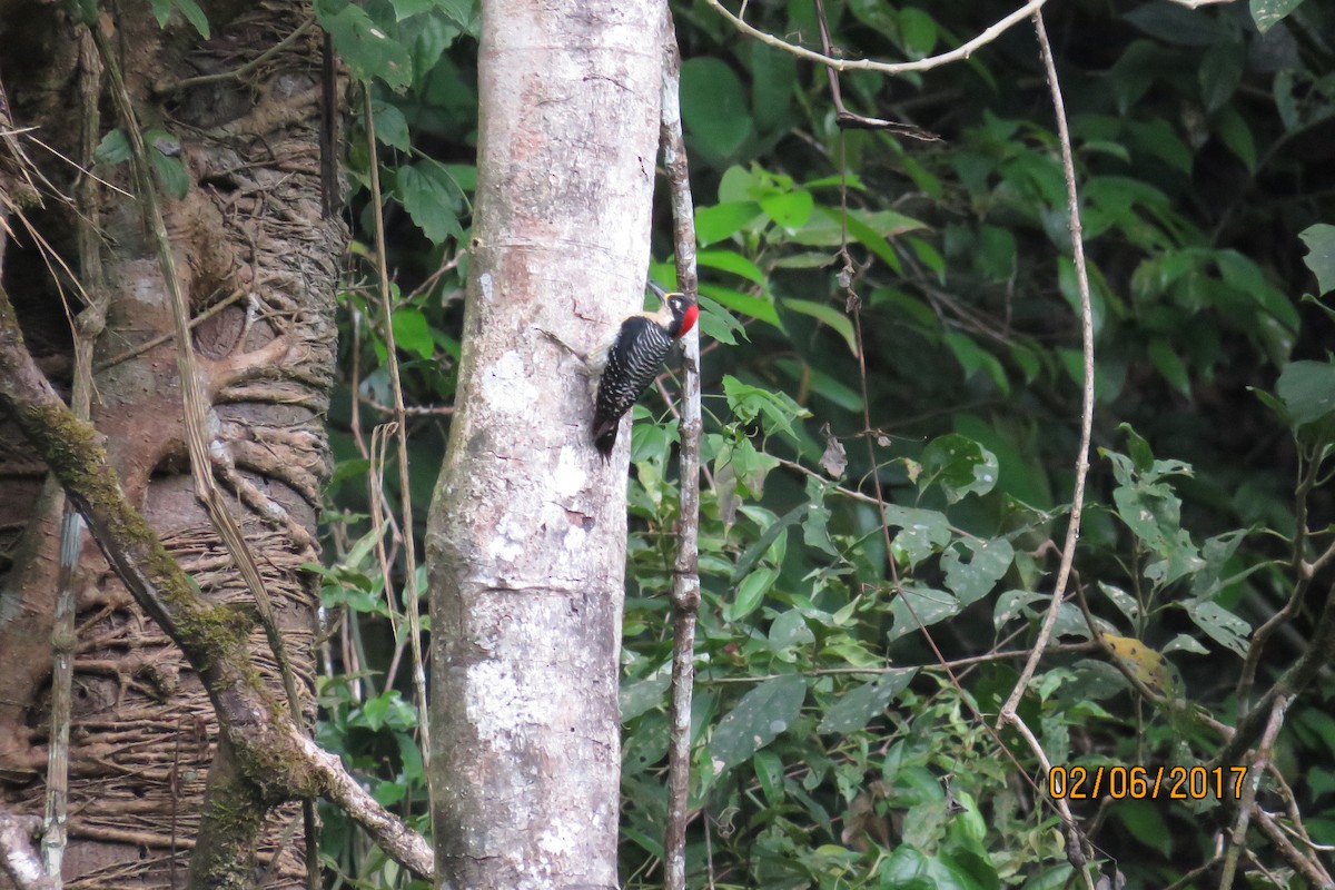 Black-cheeked Woodpecker - Pat  Lueders