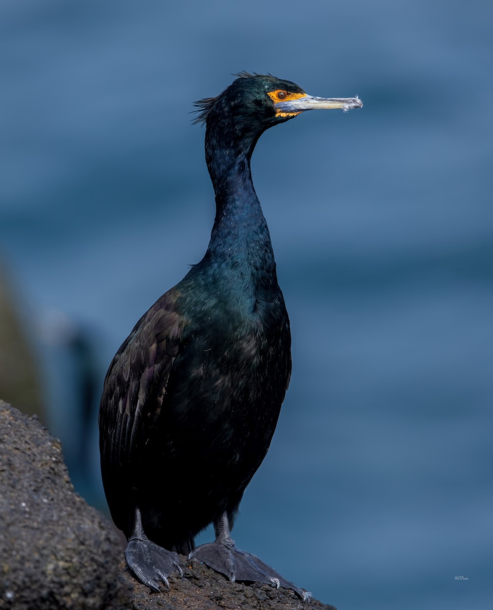 Red-faced Cormorant - ML477988751