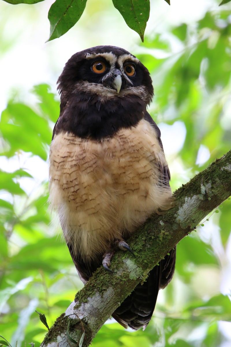 Spectacled Owl - Diego Mora