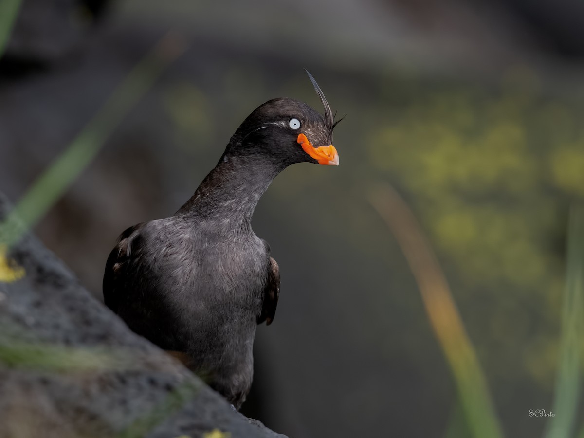 Crested Auklet - ML477989831