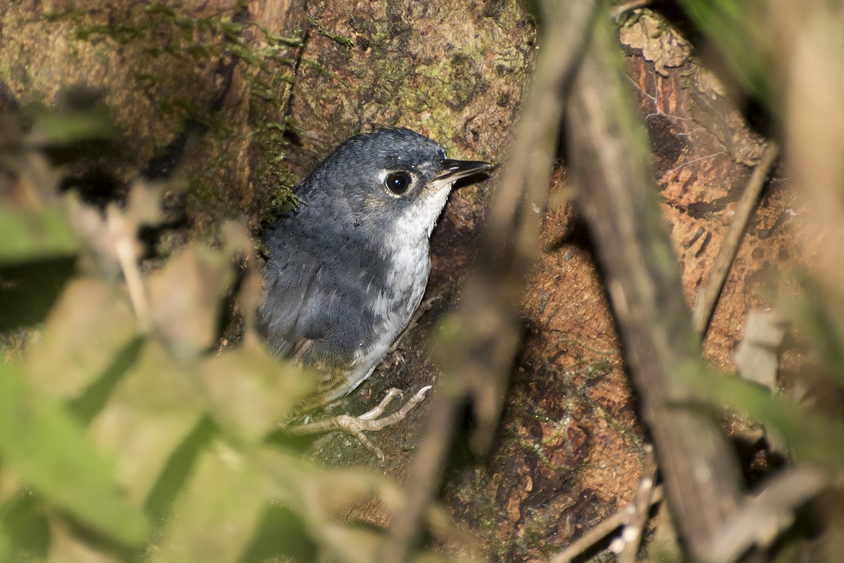 White-breasted Tapaculo - ML47799081