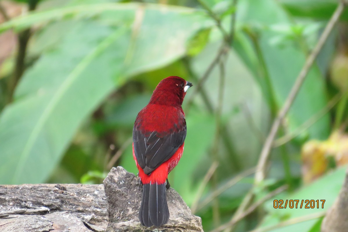 Crimson-backed Tanager - Pat  Lueders