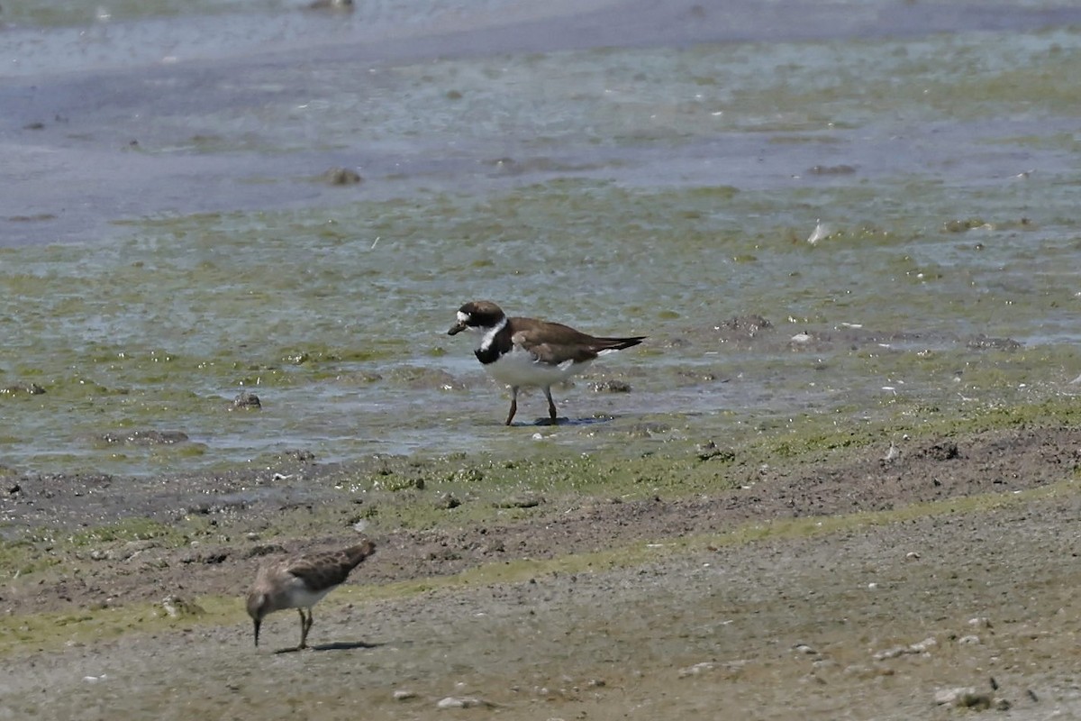 Semipalmated Plover - ML477999891