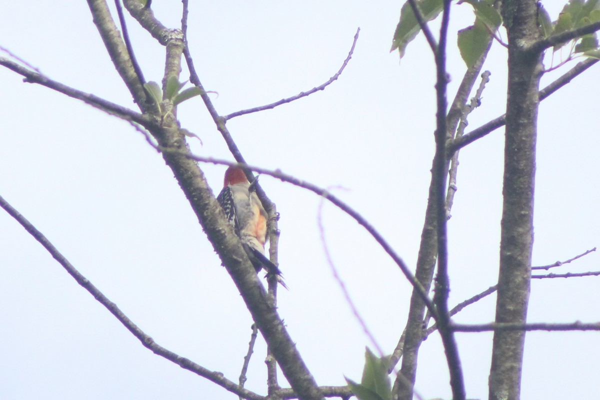 Red-bellied Woodpecker - Ava Molnar