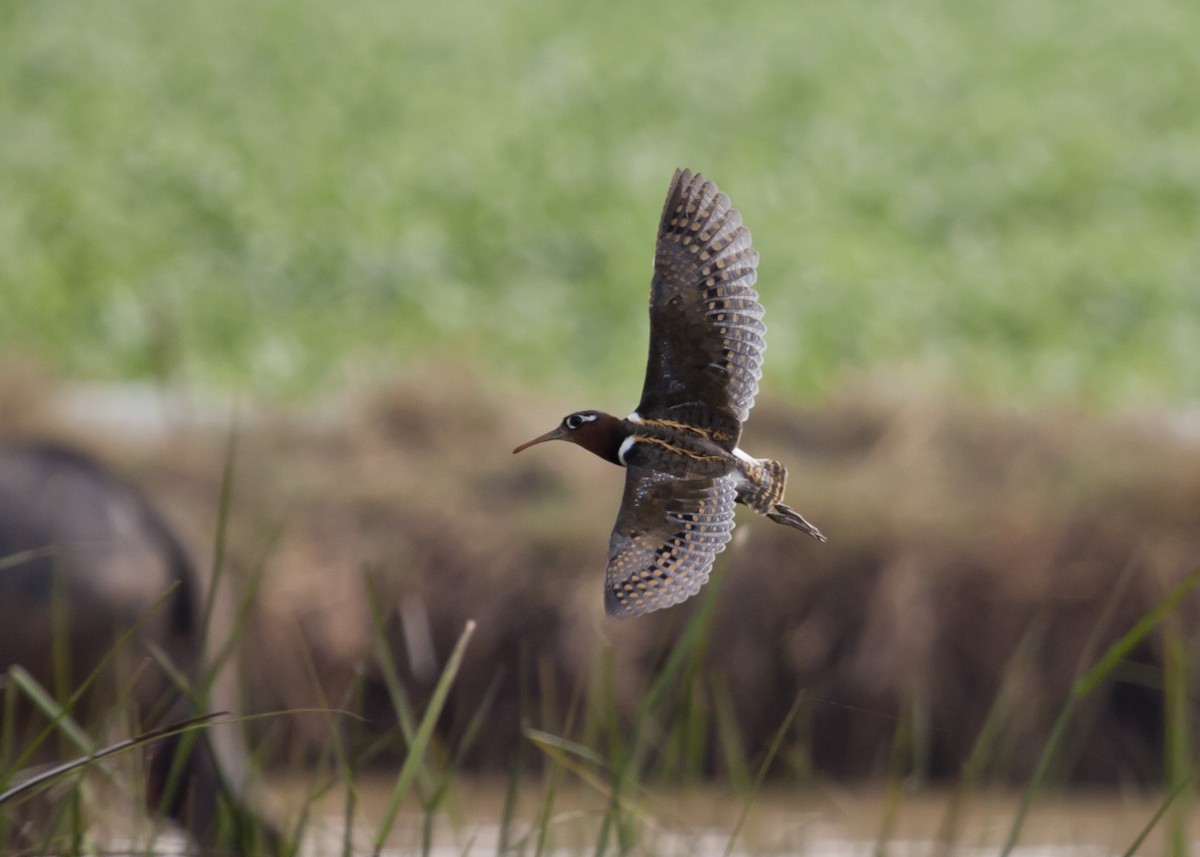 Greater Painted-Snipe - Rob Martin