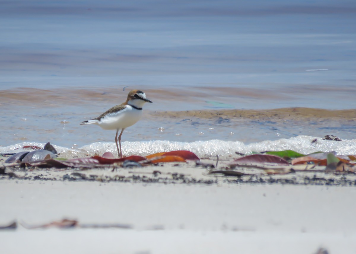 Collared Plover - ML478007251