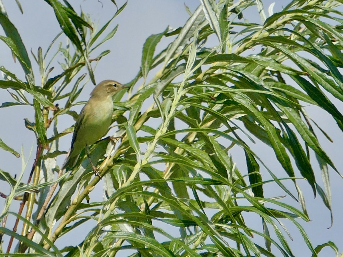 Willow Warbler - Russell Dewhurst