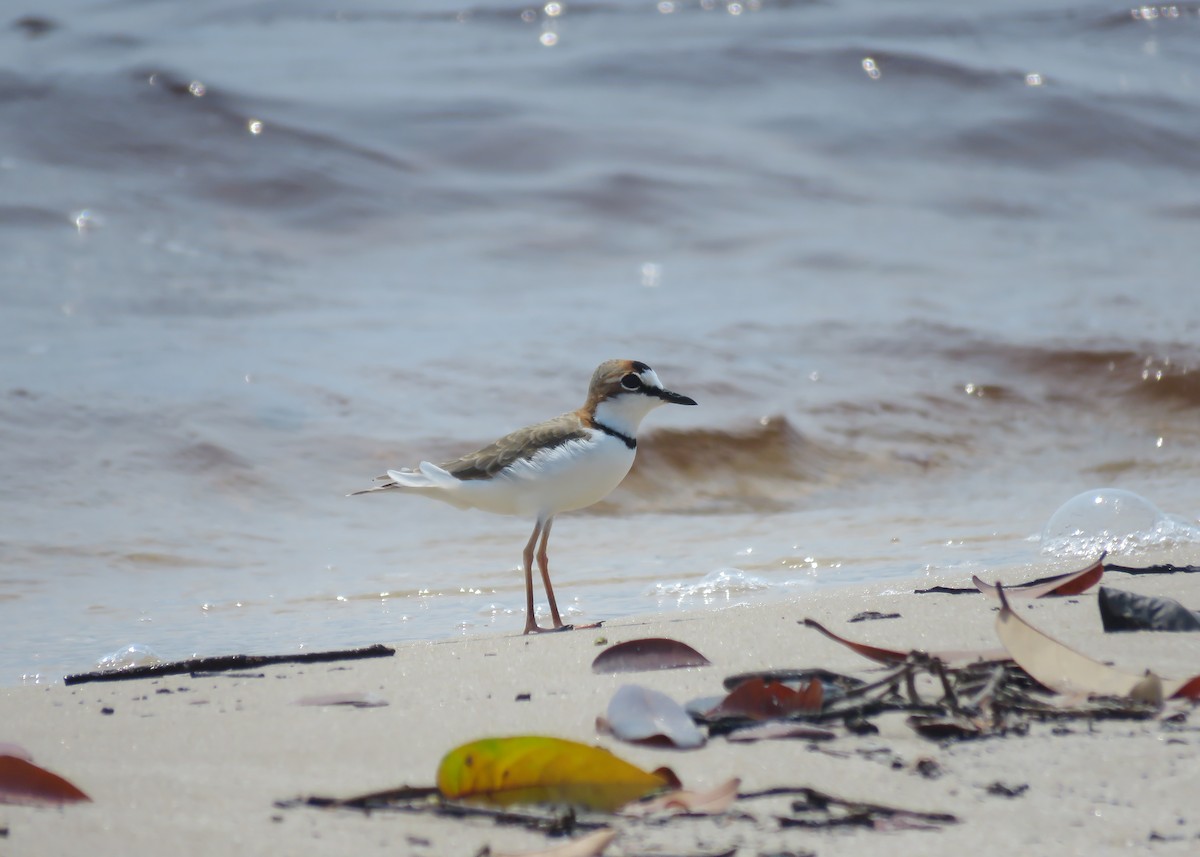 Collared Plover - ML478012051