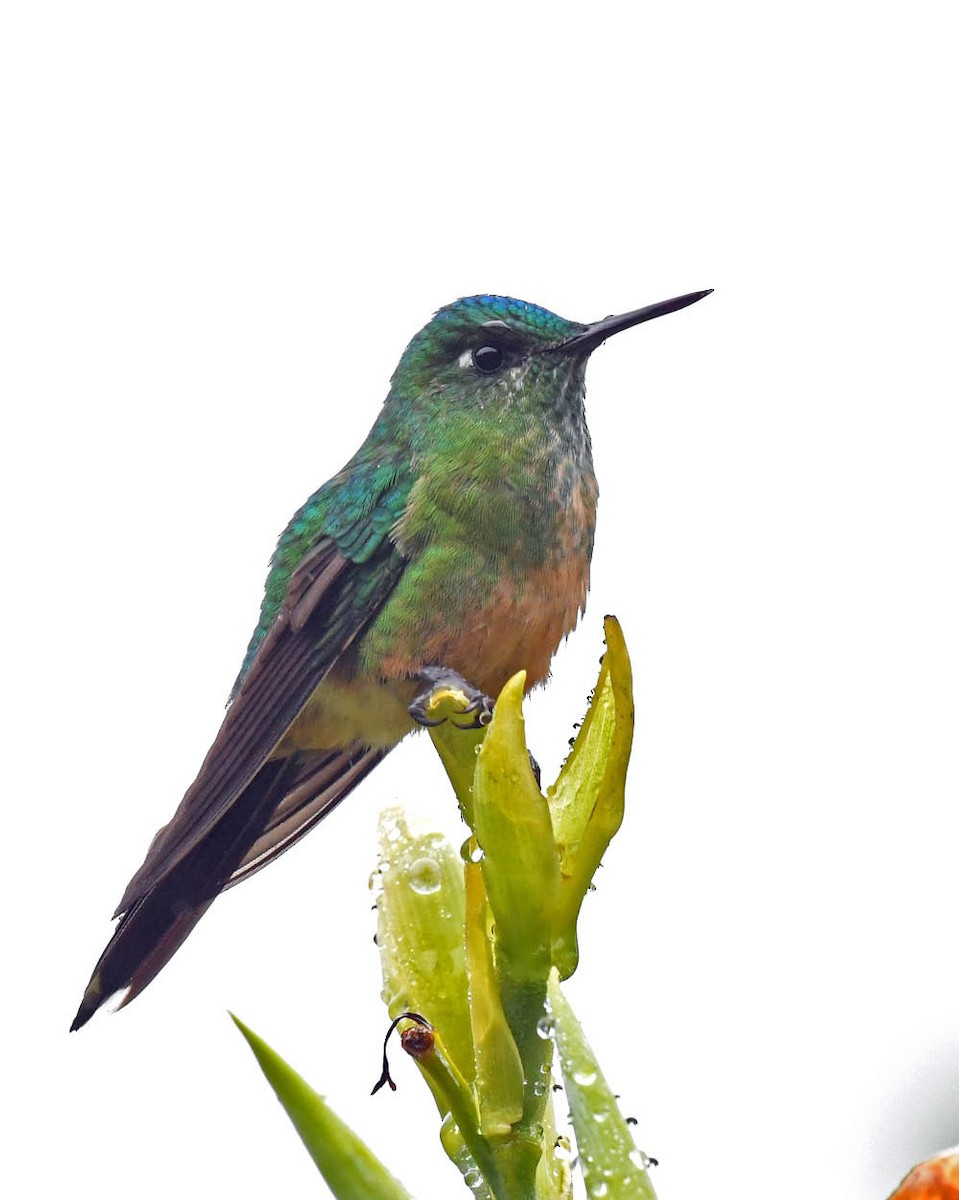 Long-tailed Sylph - ML478015771